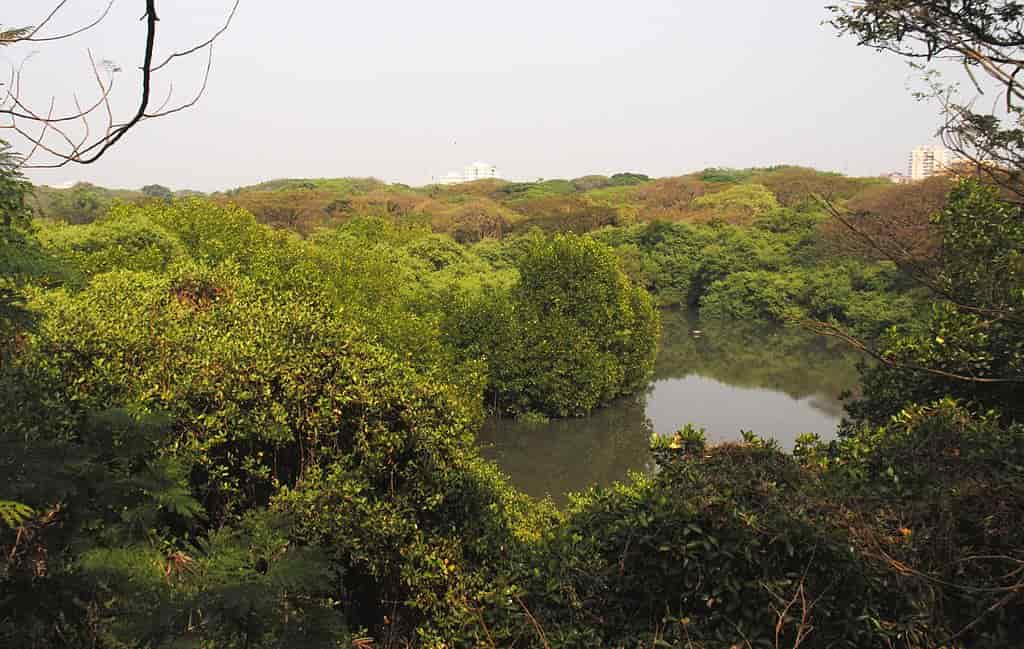 Mangalavanam Bird Sanctuary