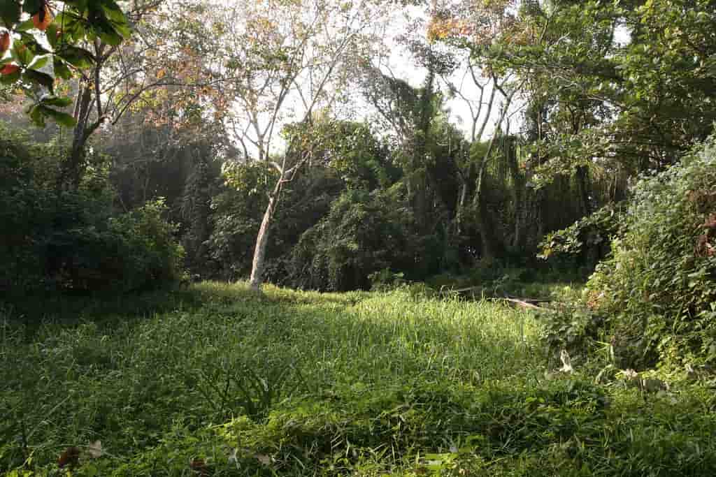 Kumarakom Bird Sanctuary