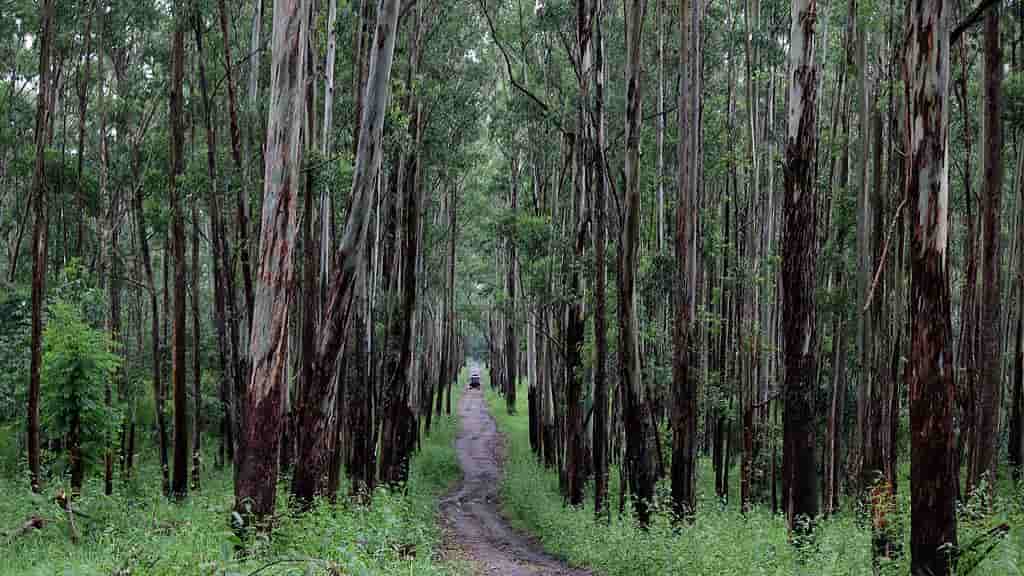 Best National Parks in Kerala, Muthanga Wildlife Sanctuary 