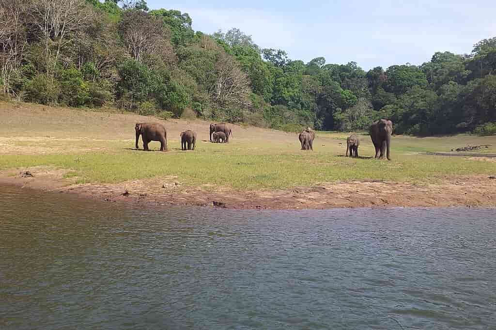 Best National Parks in Kerala, Periyar National Park