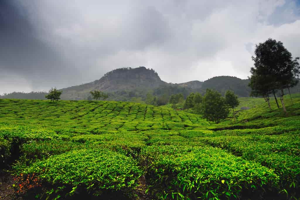 Top 10 Places to Visit in Monsoon in India , Munnar, Kerala