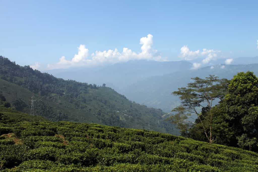 Darjeeling, West Bengal 